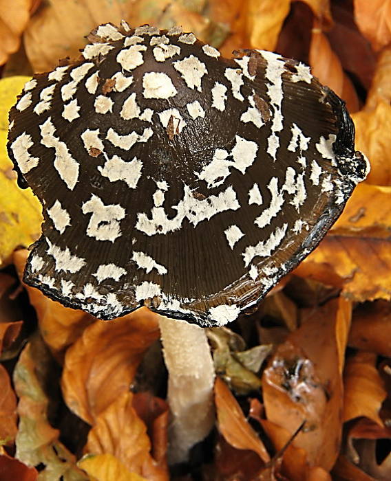 hnojník strakatý Coprinopsis picacea (Bull.) Redhead, Vilgalys & Moncalvo