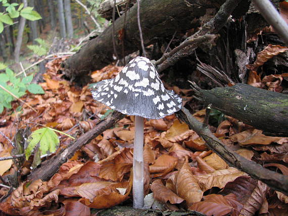 hnojník strakatý Coprinus picaceus