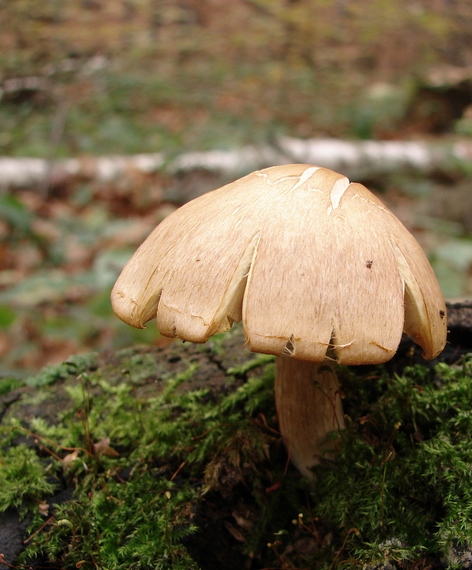 pavučinovec inovaťový Cortinarius caperatus (Pers.) Fr.