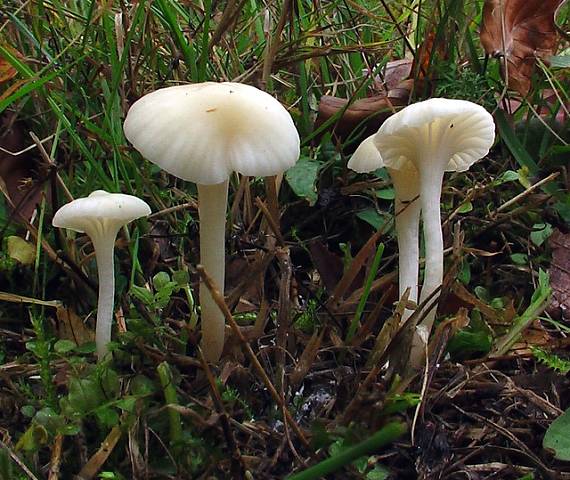 lúčnica snehobiela Cuphophyllus virgineus (Wulfen) Kovalenko