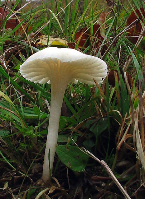 lúčnica snehobiela Cuphophyllus virgineus (Wulfen) Kovalenko