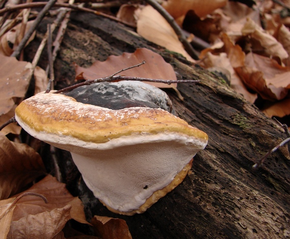 práchnovček pásikavý Fomitopsis pinicola (Sw.) P. Karst.