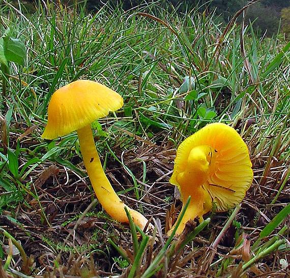 lúčnica Hygrocybe sp.