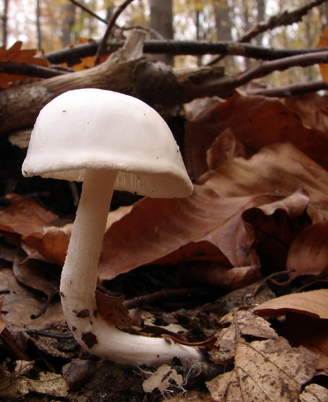 šťavnačka Hygrophorus sp.