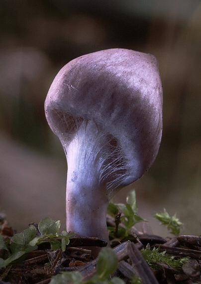 vláknica hlinovolupeňová Inocybe geophylla (Bull.) P. Kumm.