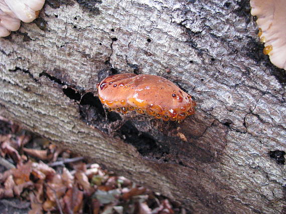 smolokôrka buková Ischnoderma resinosum (Schrad.) P. Karst.