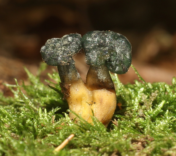 klincovka slizká Leotia lubrica (Scop.) Pers.