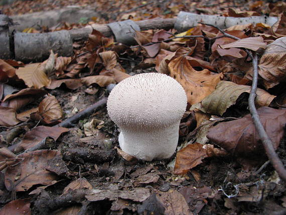 prášnica bradavičnatá Lycoperdon perlatum Pers.