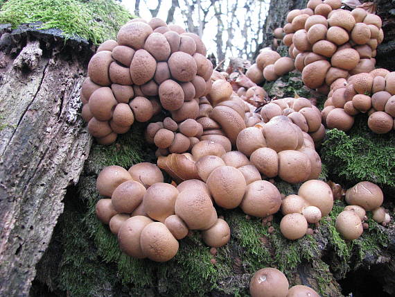 prášnica hruškovitá Lycoperdon pyriforme Schaeff.