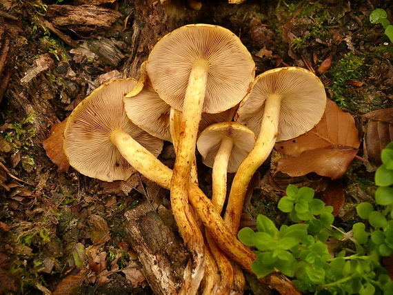 šupinovka žltá ? Pholiota sp.?