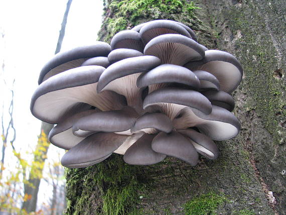 hliva ustricovitá Pleurotus ostreatus (Jacq.) P. Kumm.