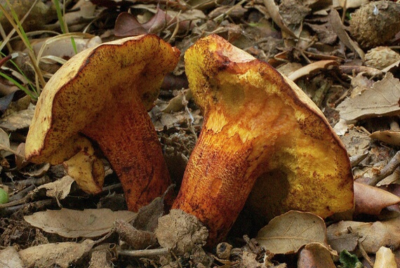 suchohríb Pulchroboletus roseoalbidus (Alessio & Littini) Gelardi, Vizzini & Simonini