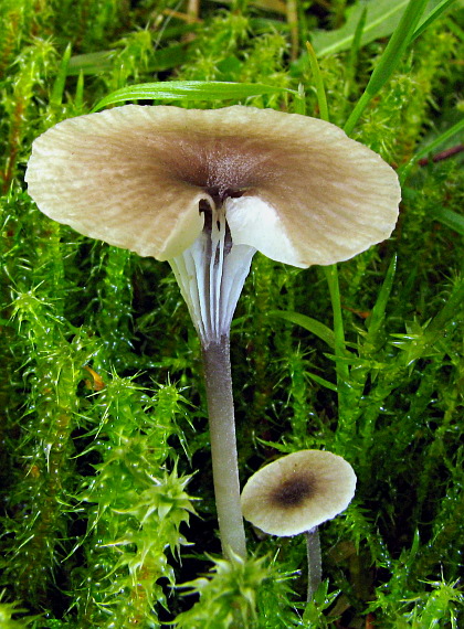 machovček Swartzov Rickenella swartzii (Fr.) Kuyper