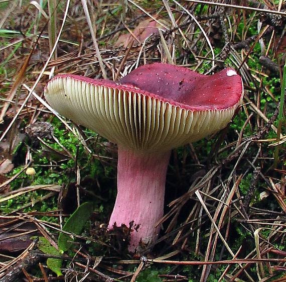 plávka  Russula sp.