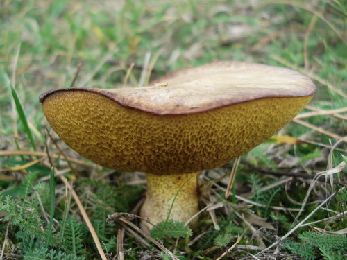 masliak zrnitý Suillus granulatus (L.) Roussel