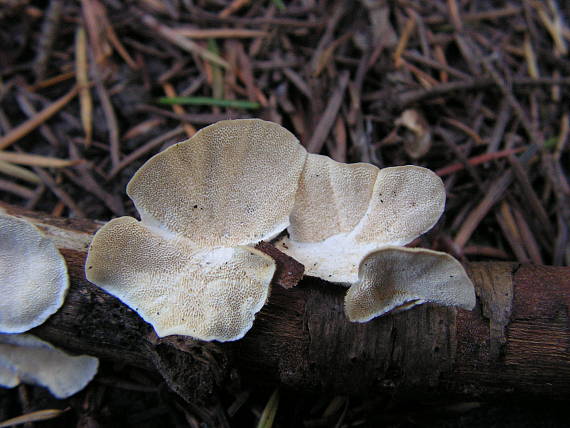 trúdnikovec pásikavý Trametes ochracea (Pers.) Gilb. & Ryvarden