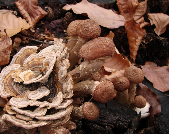 trúdnikovec pestrý a podpňovka Trametes versicolor,