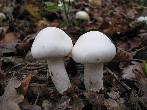 čírovka biela Tricholoma album (Schaeff.) P. Kumm.