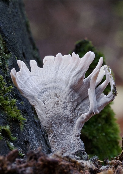 drevnatec parohatý Xylaria hypoxylon (L.) Grev.