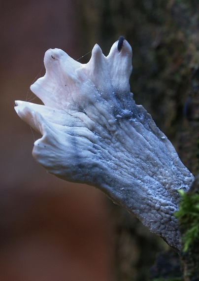 drevnatec parohatý Xylaria hypoxylon (L.) Grev.