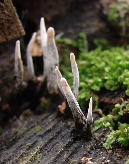 drevnatec parohatý Xylaria hypoxylon (L.) Grev.