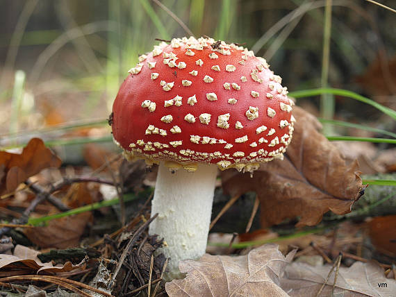 muchotrávka červená Amanita muscaria (L.) Lam.