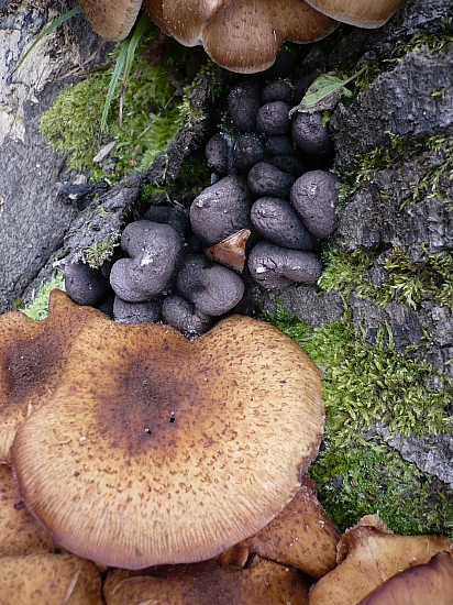 podpňovka obyčajná+Drevnatec kyjakovitý Armillaria mellea+Xylaria polymorpha (Pers. ex St-Am.) Grev.