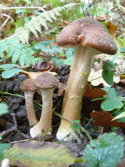 podpňovka Armillaria sp.