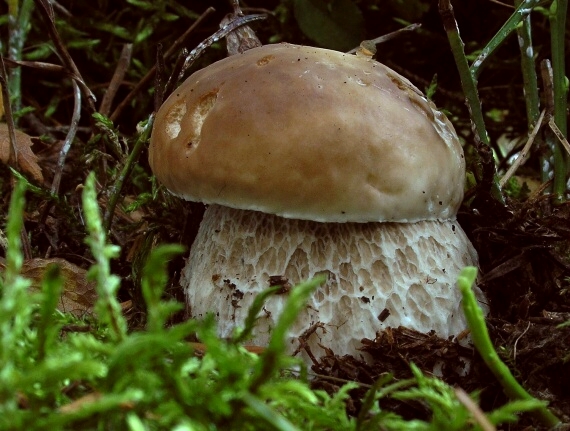 hríb smrekový Boletus edulis Bull.