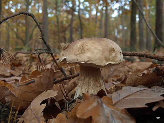 hríb dubový Boletus reticulatus Schaeff.