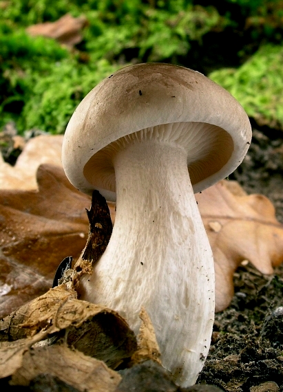 strmuľka inovaťová Clitocybe nebularis (Batsch) P. Kumm.