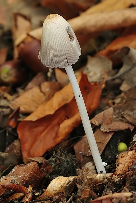 hnojník Coprinus sp.