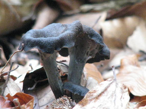 lievik trúbkovitý Craterelus cornucopioides