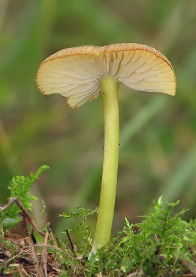 hodvábnica zelenohlúbiková Entoloma incanum (Fr.) Hesler