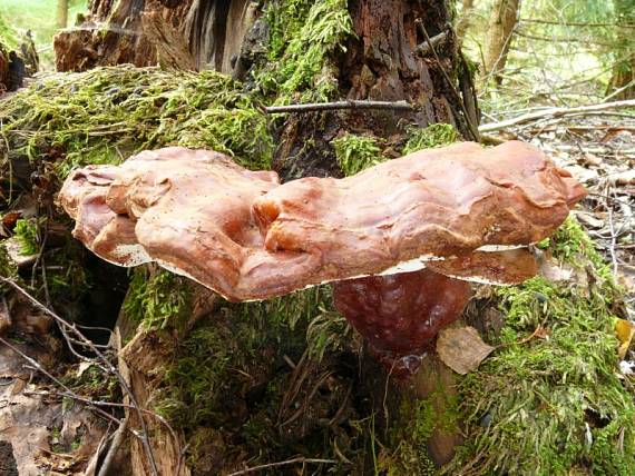 lesklokorka lesklá - Lesklokôrovka obyčajná Ganoderma lucidum  (Curtis) P. Karst.