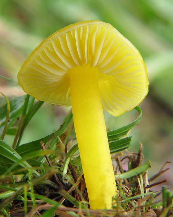 lúčnica citrónovožltá Hygrocybe chlorophana (Fr.) Wünsche