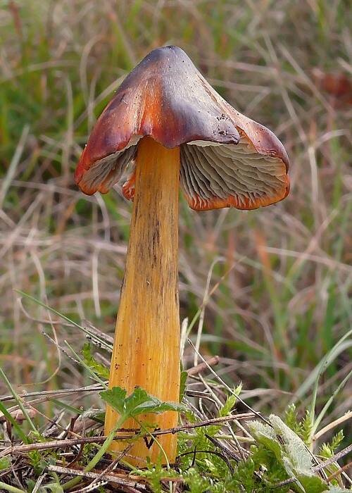 lúčnica kužeľovitá Hygrocybe conica (Schaeff.) P. Kumm.