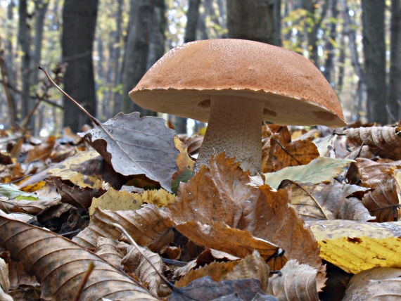 kozák osikový Leccinum albostipitatum den Bakker & Noordel.