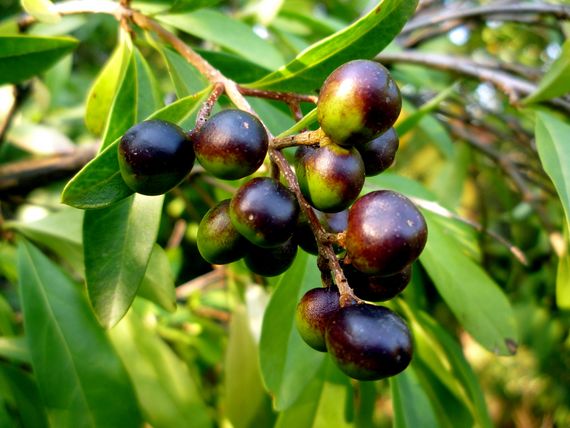 zob vtáčí Ligustrum vulgare L.