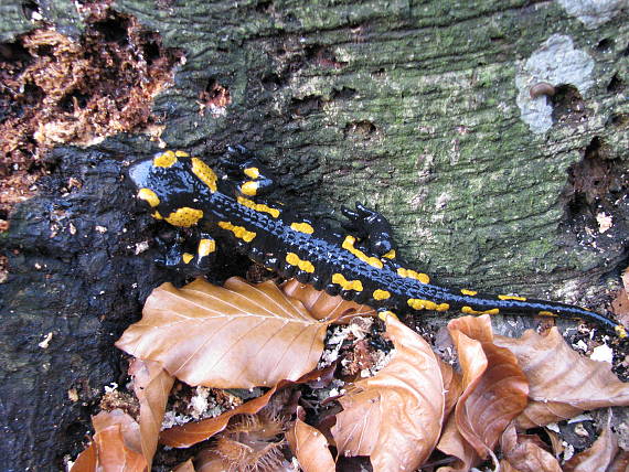 salamandra škvrnitá Salamandra salamandra