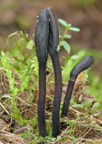 pajazýček  Trichoglossum sp.