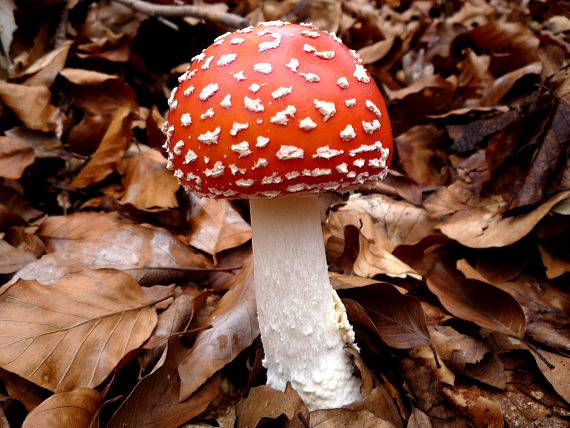 muchotrávka červená  Amanita muscaria (L.) Lam.