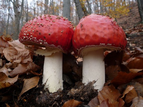 muchotrávka červená  Amanita muscaria (L.) Lam.