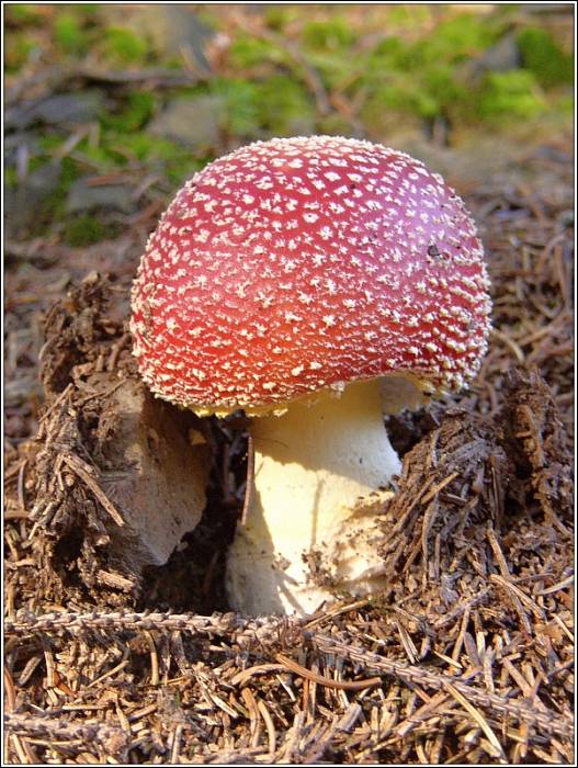 muchotrávka červená Amanita muscaria (L.) Lam.