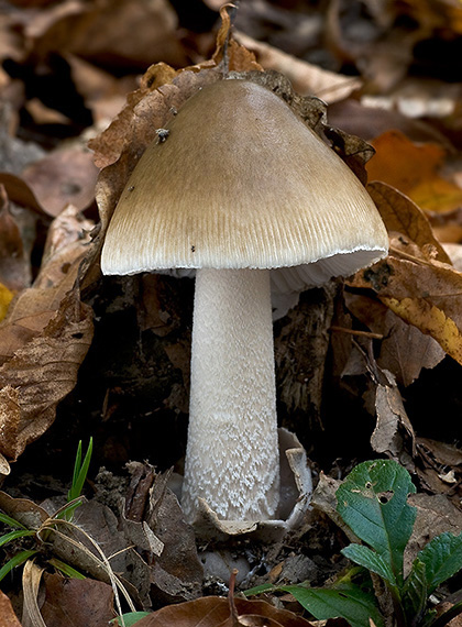 muchotrávka pošvatá Amanita vaginata (Bull.) Lam.