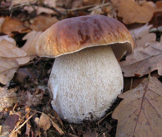 hríb smrekový Boletus edulis Bull.