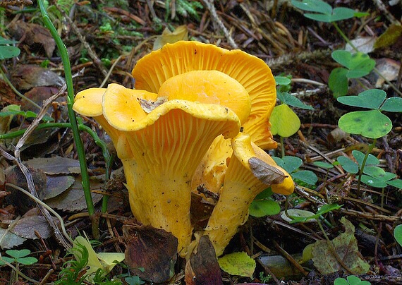 kuriatko jedlé Cantharellus cibarius Fr.