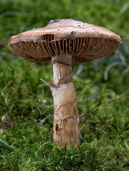 pavučinovec Cortinarius sp.