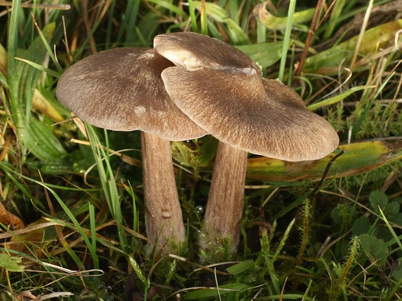 hodvábnica porfýrová Entoloma porphyrophaeum (Fr.) P. Karst.