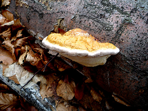 práchnovček pásikavý  Fomitopsis pinicola (Sw.) P. Karst.